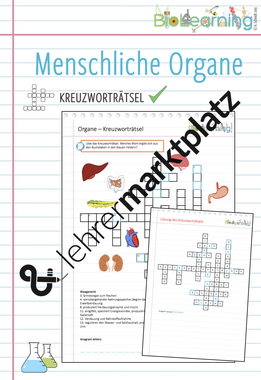 Organe - Kreuzworträtsel – Unterrichtsmaterial in den Fächern Biologie